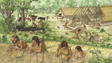 Neolitik yaşam illüstrasyonu: Tarih öncesi köyde tahıl hasadı yapan insanlar, hayvan sürüleri ve yapım aşamasındaki saz çatılı uzun evler. Hallstatt ekmek ve ilk tuz temasına uygun tasvir.