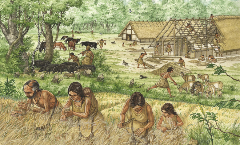 Neolitik yaşam illüstrasyonu: Tarih öncesi köyde tahıl hasadı yapan insanlar, hayvan sürüleri ve yapım aşamasındaki saz çatılı uzun evler. Hallstatt ekmek ve ilk tuz temasına uygun tasvir.