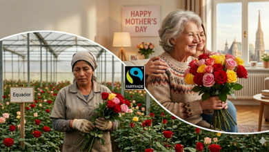 Viyana'da hediye edilen Fairtrade güller ile Ekvador'daki gül serasında çalışan bir kadın işçinin karşılaştırmalı görünümü.